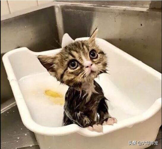 小野猫驯养手册在线:捡到只4个月左右的小猫，想家养，养之前需要做哪些处理？