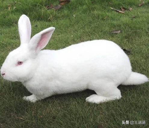 塞北兔:猪和兔子的距离隔20米可以一起养吗？能养在一起吗？ 塞北兔能长多少斤
