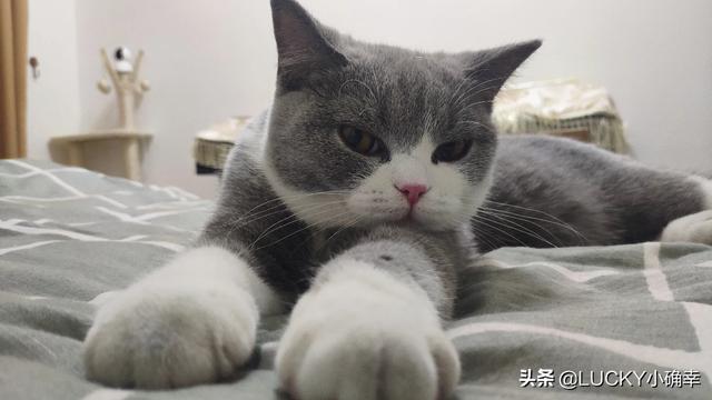 学知猫购买:有在网上买宠物的吗？怎么样？