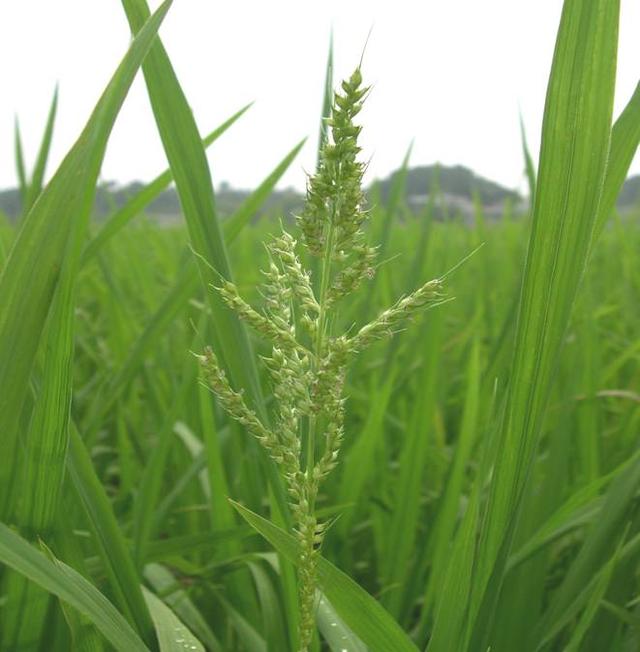 头条问答 - 玉米地有稗草咋办?(14个回答)