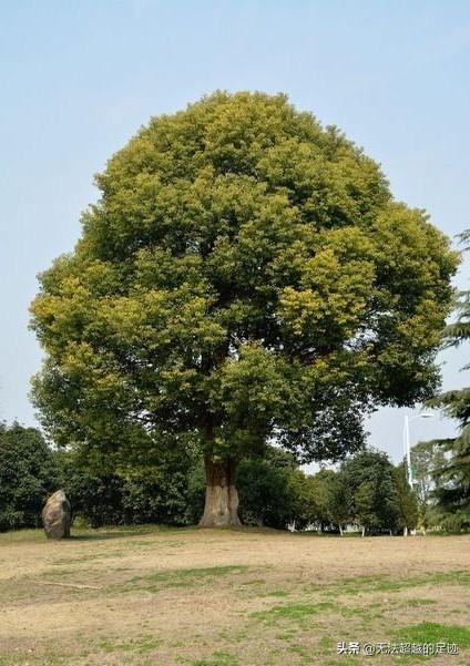 桢楠树是国家保护树:香樟树是不是国家保护植物？