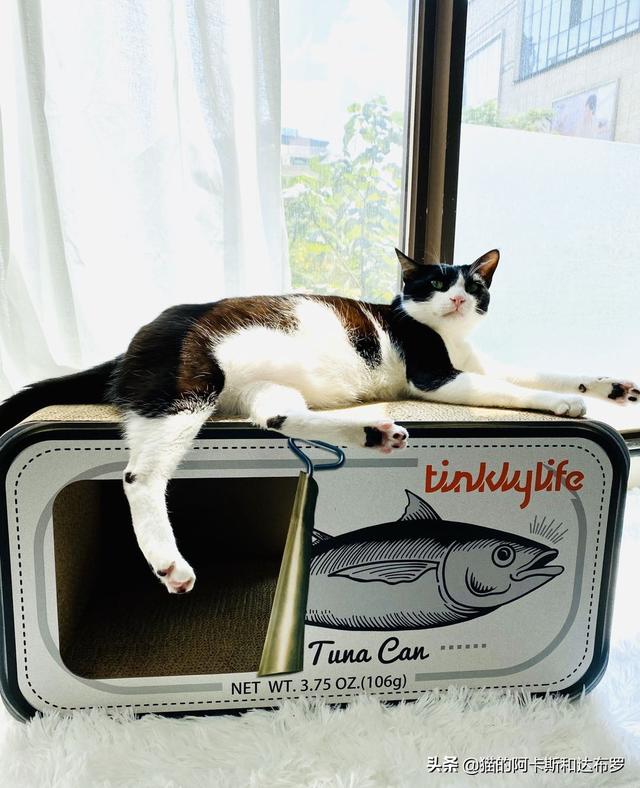 找大猫猫网:成年的猫咪如果知道自己被领养了，它会记恨原主人吗？