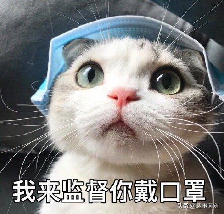 盆景猫 谣言:95或96年的哈尔滨猫脸老太太事件是真是假？