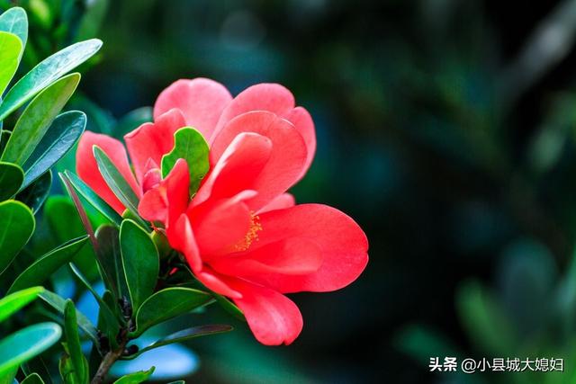 网上买的杜鹃花有毒吗:网上买的杜鹃花怎么栽 杜鹃花真的有毒吗？室内到底该不该种植杜鹃花？