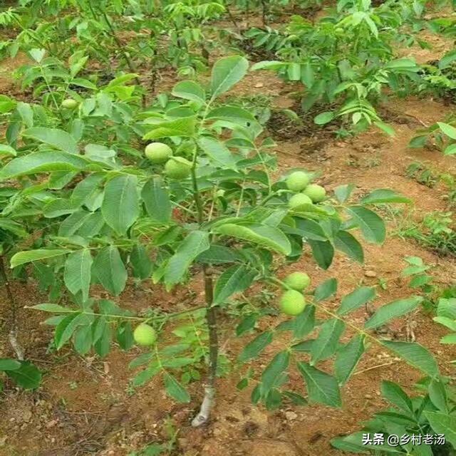 头条问答 如何分辨黑桃树花芽 10个回答