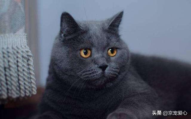 蓝猫:为什么说蓝猫是最不值钱的猫？ 蓝猫英短