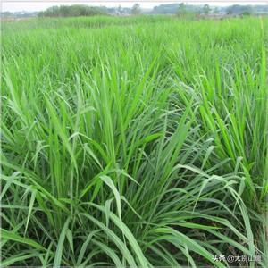 豆科牧草:豆科牧草有哪几种 南方养草鱼用什么牧草比较好？