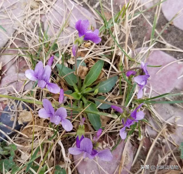 头条问答 紫花地丁几月份开花 它有什么利用价值 13个回答