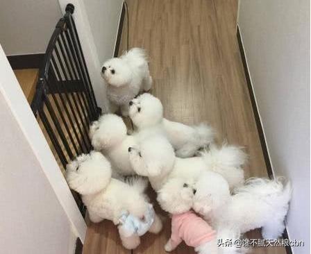 比熊狗粮对泪痕好:比熊犬过得滋润的有哪几个特征？比熊被主人养得好的几个表现？