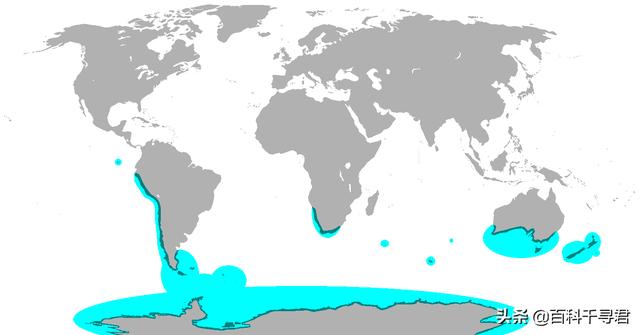 海鹦鹉:南极和北极都有企鹅生存吗？为什么？ 海鹦鹉图片