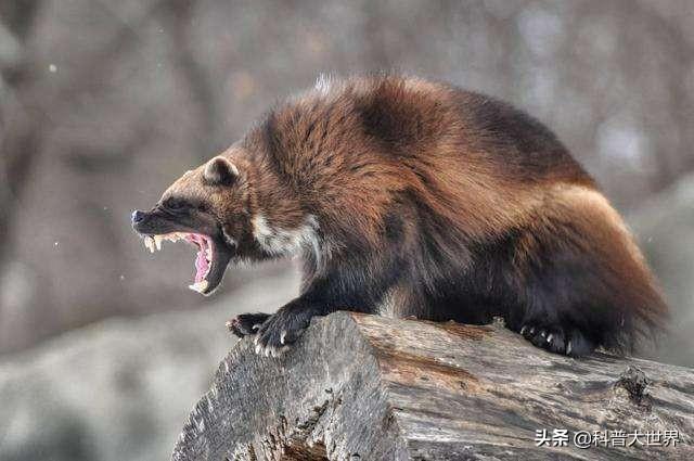 狗獾子的吃法大全:獾这种动物听说战斗力很强，我国有这种动物吗？