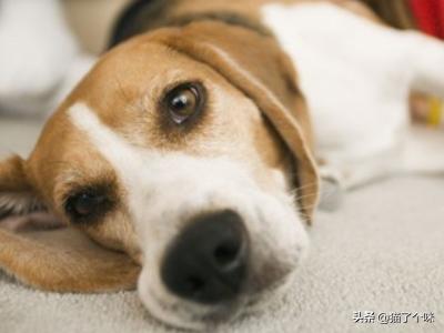 德牧趴蹄会自己好吗:德牧犬需要打什么样的疫苗？