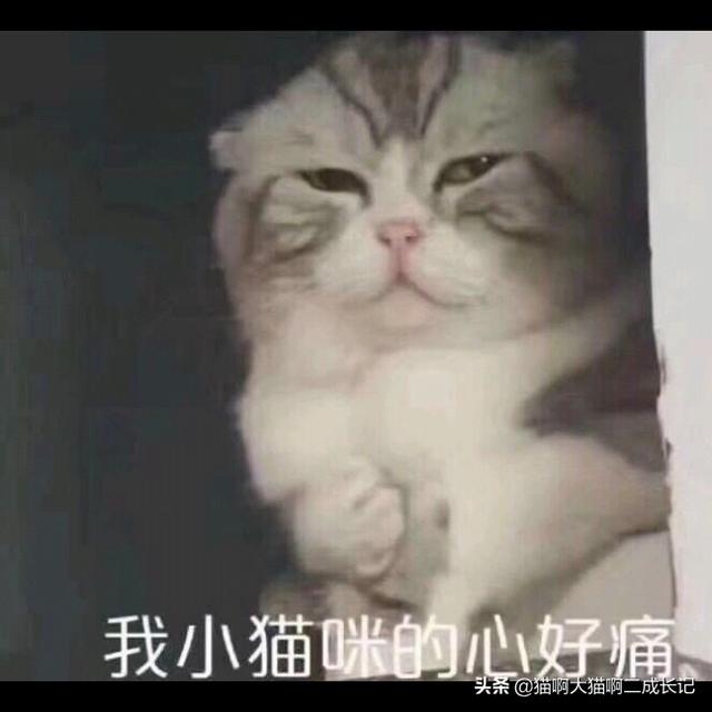 折耳猫踩奶是什么意思:猫往人身上蹭是什么意思？