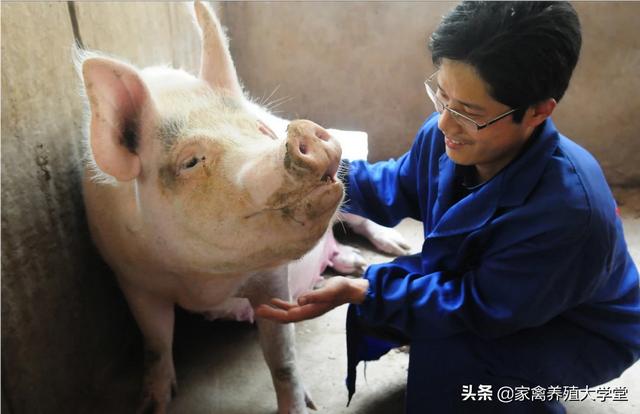 调剂母猪的产后护理:母猪产后炎症还可以改善或者修复吗？