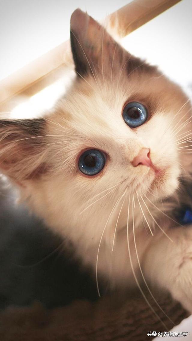 伯曼猫:布偶是不是猫界里的颜值第一？