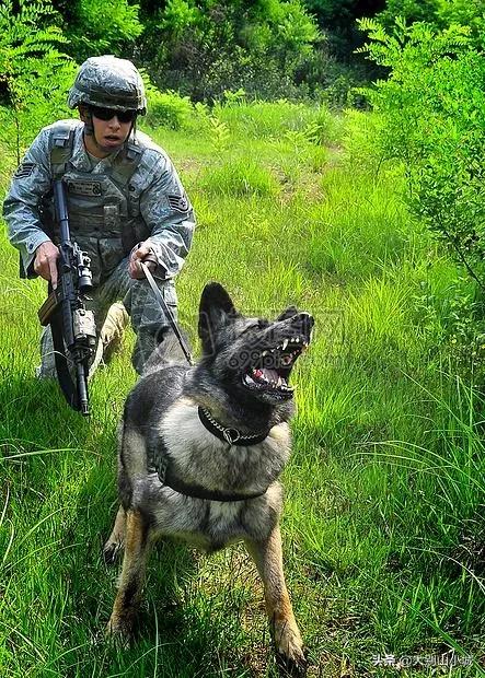 报告狗班长被咬:作为一名警察，被警犬咬过是一种什么样的体验？