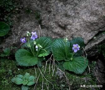 八宝茶产地,甘肃、新疆和宁夏哪个地方的羊肉最好吃？