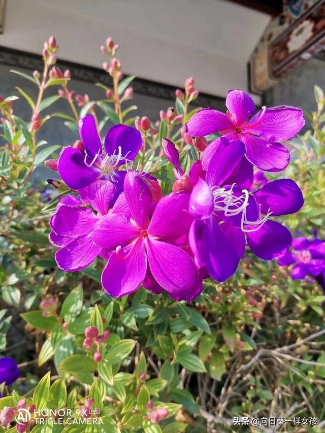现在家里种植什么花草最好？
