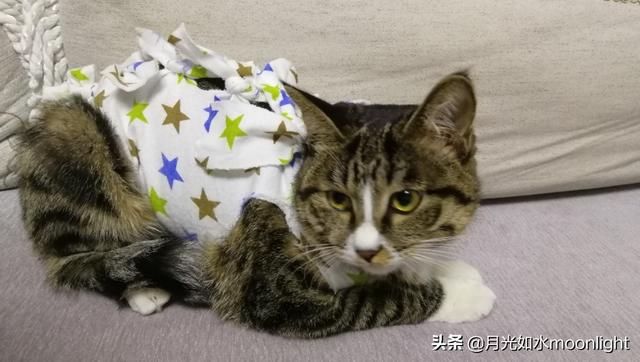 绝育黄瓜安全事情:农民种黄瓜有窍门，一瓶醋让黄瓜产量翻倍，你知道怎么使用吗？