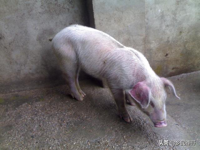 附红体病怎么检查:临产母猪附红细胞体病怎么治疗？