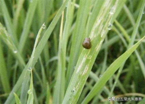 灰背铁线蕨:铁线蕨叶子枯黄，怎么解决？