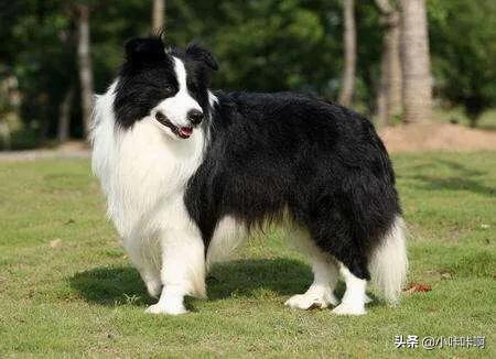 地带边境牧羊犬好养吗:16个不能养边牧的理由？
