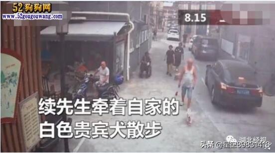 狗伤人事件:狗伤人事件背后，真正有罪的是伤人的狗还是养狗的人？
