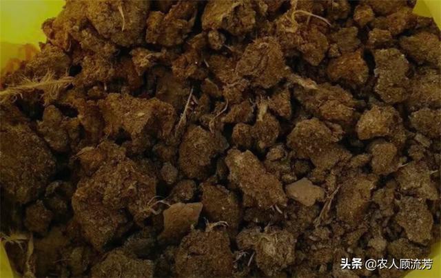 酵素菌发酵鸡粪:发酵的鸡粪是如何成为养猪的饲料的？ 酵素可以发酵鸡粪吗