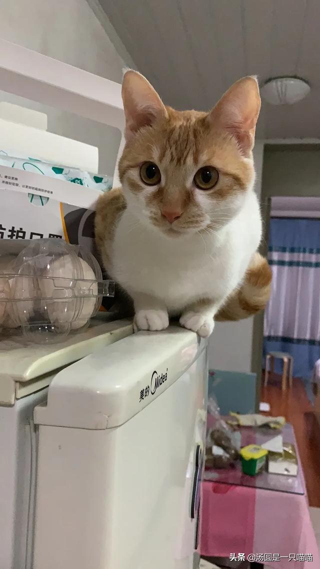 家猫品种哪种好看些:土猫真的没牌子猫好看吗？