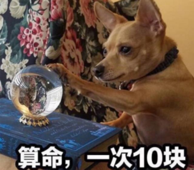 宠物的秘密生活在线:可不可以和狗狗一起睡觉？有什么坏处？ 宠物的秘密生活第一季