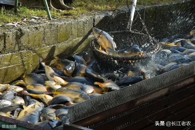 2020西施犬价格行情:年关将至，肉类普遍渐长，为啥农村大集上的鲤鱼价格，不涨反降？