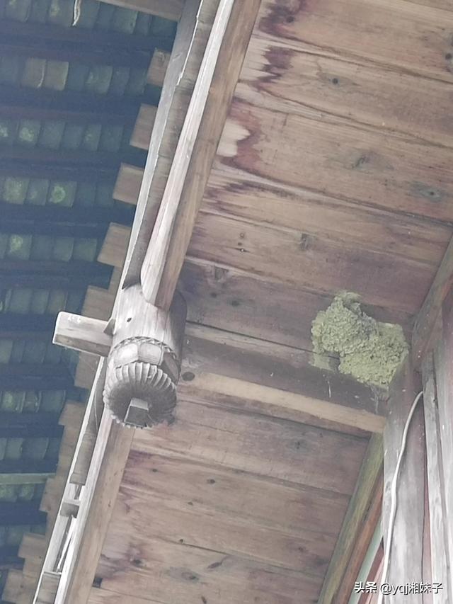 益鸟有哪些说出好处:麻雀为什么也会被认为是益鸟？