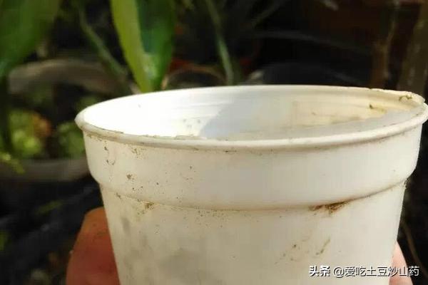 秋季碰碰香怎么养:碰碰香的养殖方法是什么？