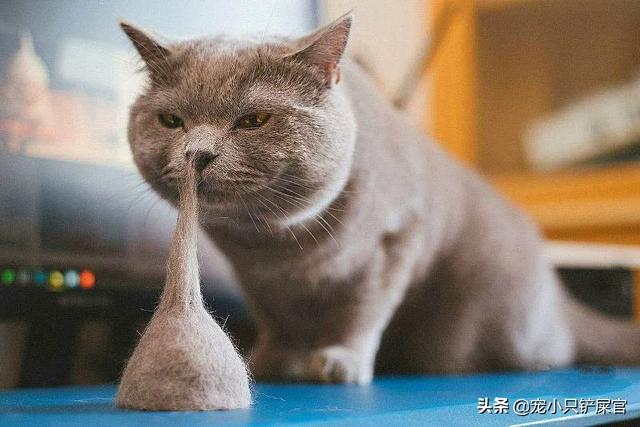 皇家宠物医院可以做便检吗:美短不拉大便有什么影响，美短不排便影响健康吗？