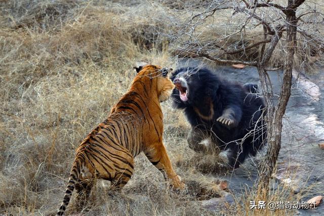 世界上体型最大的猫科动物是:残暴狮打得过科迪亚克岛棕熊吗？ 世界上体型最大的猫科动物是什么