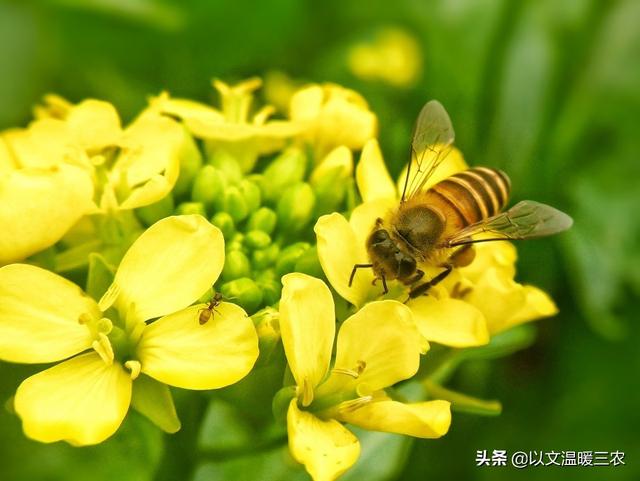 蜜蜂春繁什么时候开始？ 蜜蜂春繁什么时候开始育王