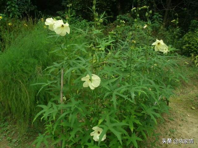 黄蜀葵花怎么吃:黄蜀葵花的药用价值与应用？