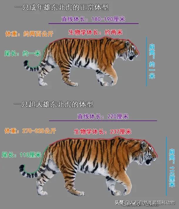 能家养的最大的猫科动物:东北虎人工饲养的可以长多大？ 可以家养的大型猫科动物