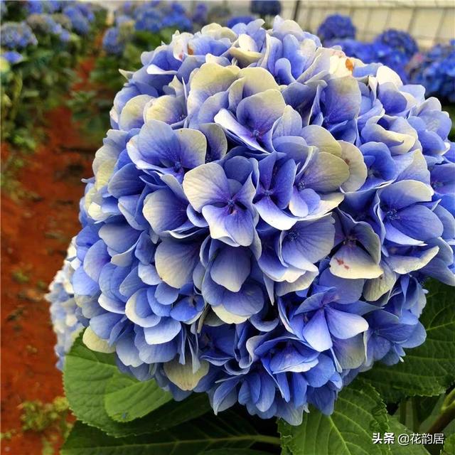 八仙花图片:银边八仙花图片 绣球到了花期还不开花该怎么做？