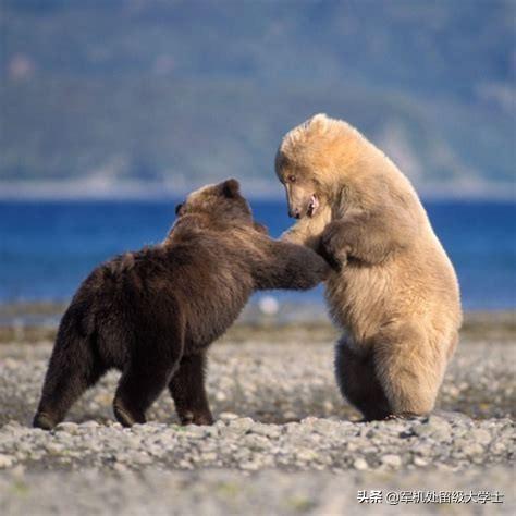 棕熊战斗力什么水平，棕熊和北极熊谁是终极猛兽之王