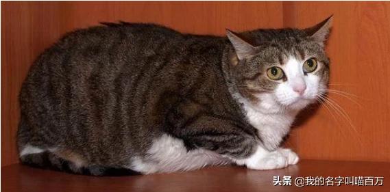 脸型发腮是什么意思:猫怎样就是发腮？我家这样的算发腮吗？