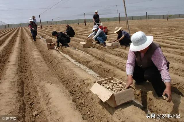 软腐病:软腐病用什么杀菌剂 白菜细菌性软腐病该如何防治？