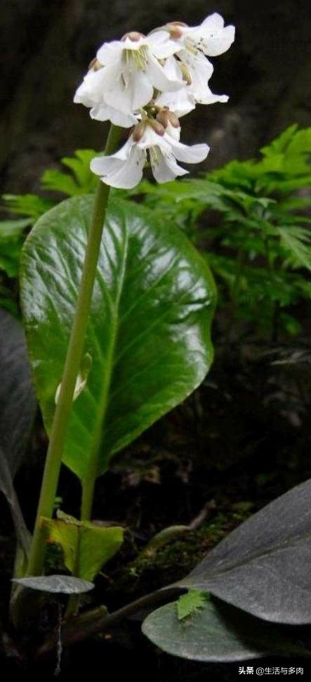 头条问答 盆栽岩白菜几年能开花 生活与多肉的回答 0赞