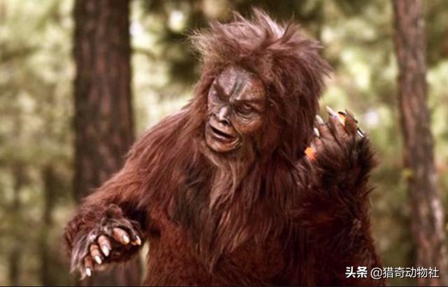 大家对于神农架野人,喜马拉雅雪人,奥古普古水怪以及我国的喀纳斯水怪