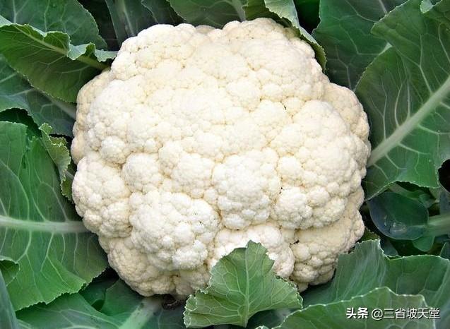 头条问答 农村种植花菜 白花菜好还是绿花菜好 26个回答