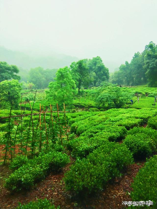 中国哪里产的绿茶最好，全国有好多产茶区，哪里的茶叶最受欢迎