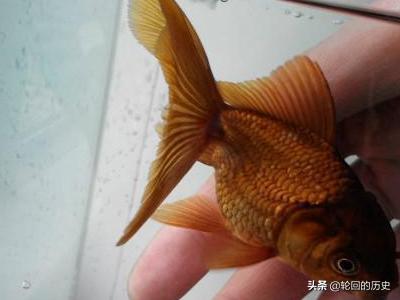 如何养好金鱼,金鱼如何养？多久换一次水？