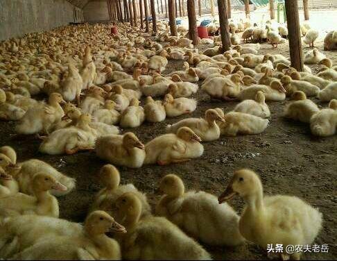 夏季肠道疾病预防:夏季高温鱼类容易出现肠炎，养殖户该如何养护鱼类肠道？
