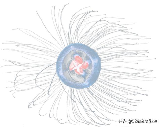 鬼发水母:你看过最奇特的水母长什么样？
