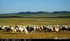 内蒙古特产有哪些，去内蒙古旅游，有没有方便携带的特产，介绍一下咯